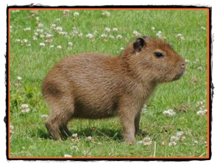 capibara porc apa