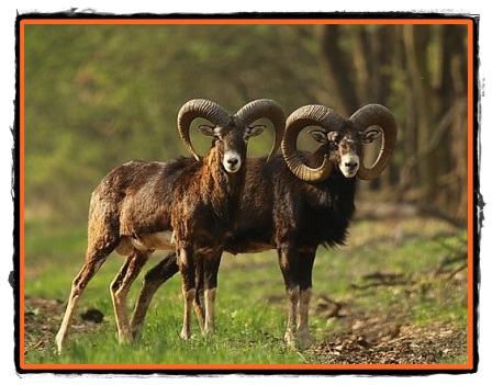 Muflonii corsicani in padurile dobrogene