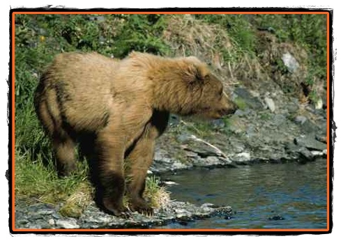 Ursii din Alaska