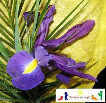 Legenda florii de iris