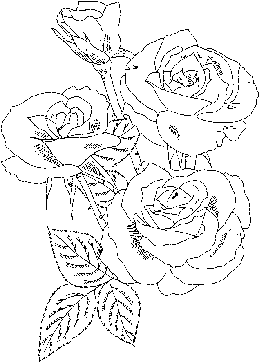 Trandafiri planse de colorat