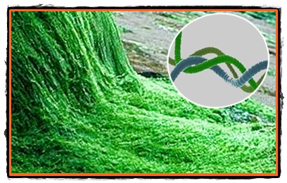 Spirulina alga miraculoasa