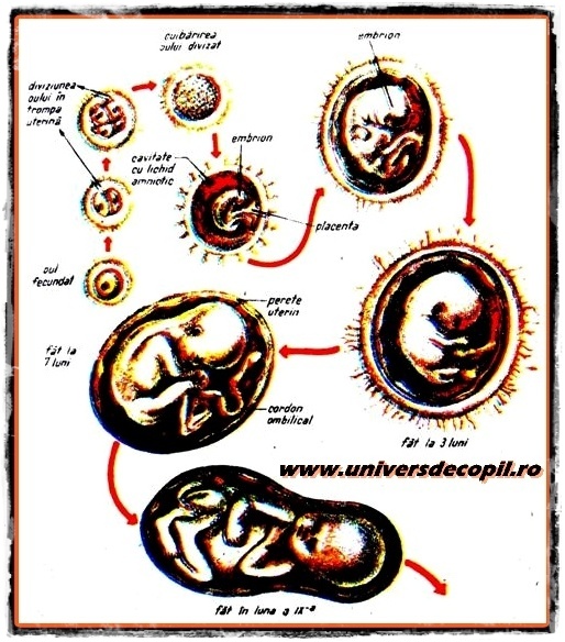 Formarea si dezvoltarea intrauterina a embrionului si fatului uman